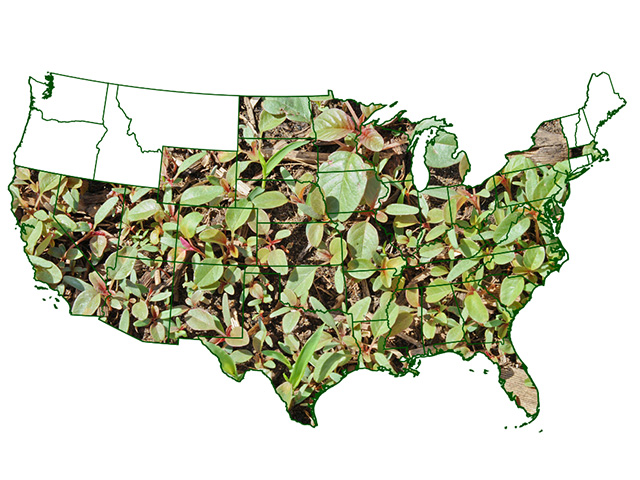 Palmer amaranth distribution in the continental U.S. Image by Andrew Kniss